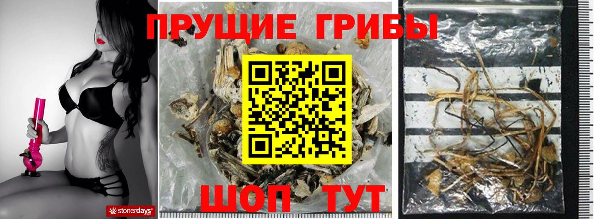 Псилоцибиновые грибы Psilocybe  Салават  Псилоцибиновые грибы мухоморы 